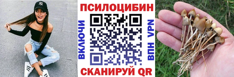 где купить наркоту Кимовск Галлюциногенные грибы Psilocybe